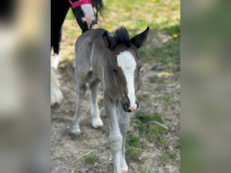 Tinker Jument 6 Ans 120 cm Pinto in Hillesheim