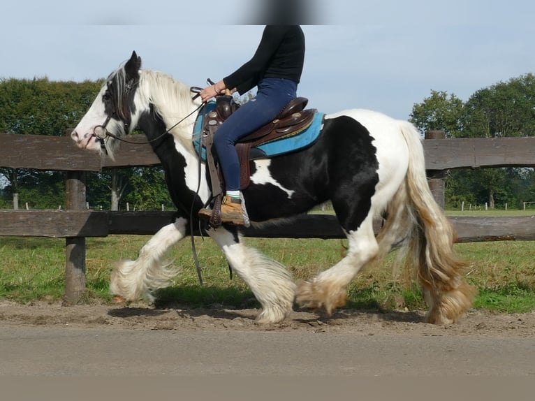 Tinker Jument 6 Ans 131 cm Pinto in Lathen