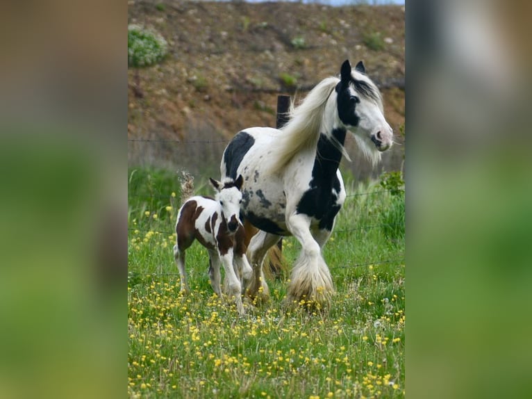 Tinker Jument 6 Ans 132 cm Pinto in Linkenbach
