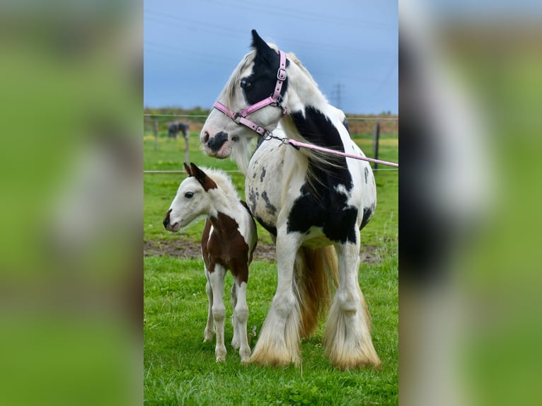 Tinker Jument 6 Ans 132 cm Pinto in Linkenbach