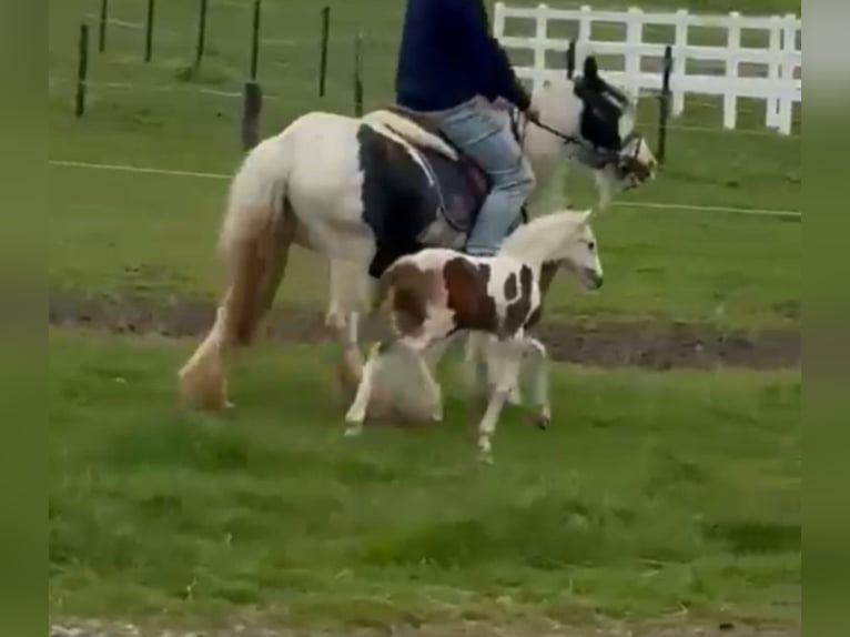 Tinker Jument 6 Ans 132 cm Pinto in Linkenbach