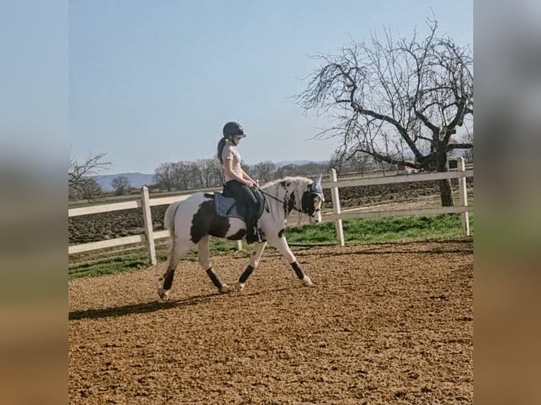 Tinker Jument 6 Ans 134 cm  in Neuried