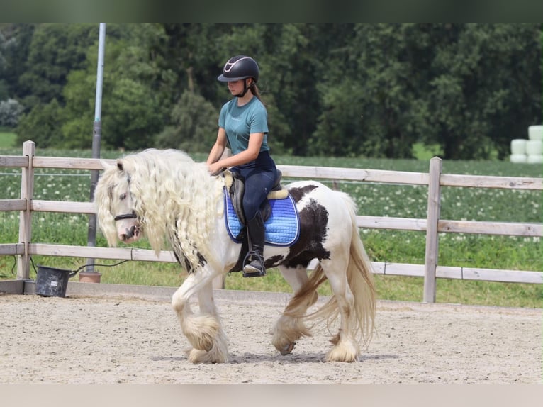 Tinker Jument 6 Ans 135 cm Pinto in Pepingen