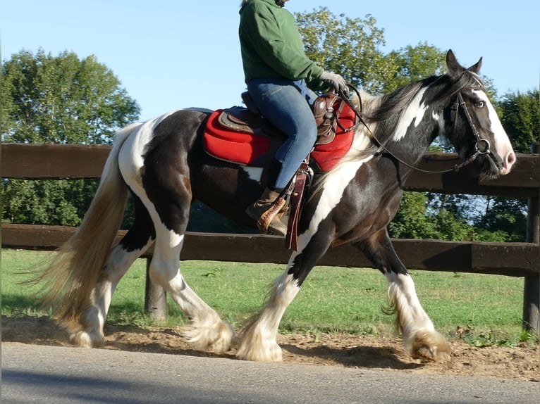 Tinker Jument 6 Ans 143 cm Pinto in Lathen