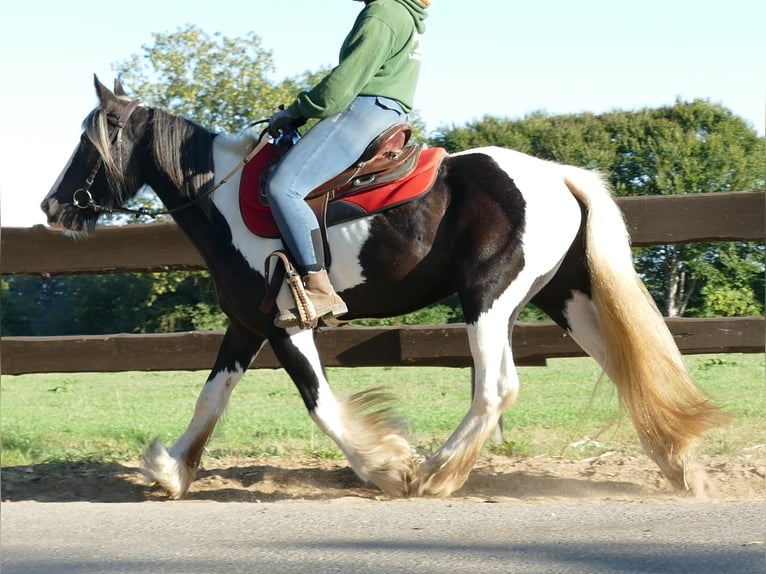 Tinker Jument 6 Ans 143 cm Pinto in Lathen