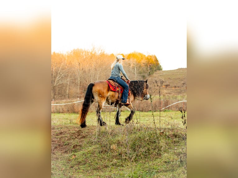 Tinker Jument 6 Ans 145 cm Bai cerise in Santa Fe