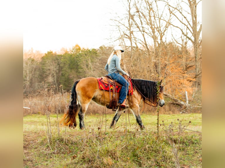 Tinker Jument 6 Ans 145 cm Bai cerise in Santa Fe