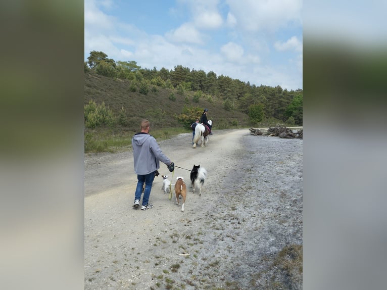 Tinker Jument 6 Ans 150 cm Pinto in Heerlen