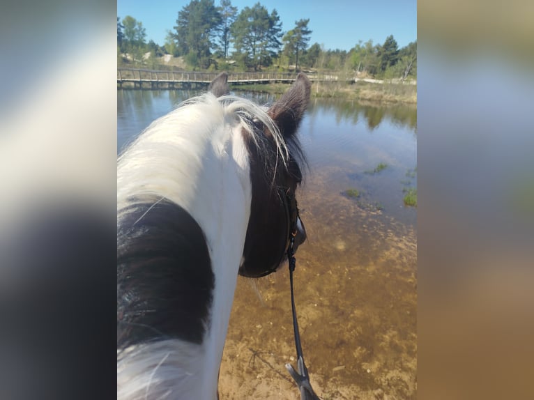 Tinker Jument 6 Ans 150 cm Pinto in Heerlen