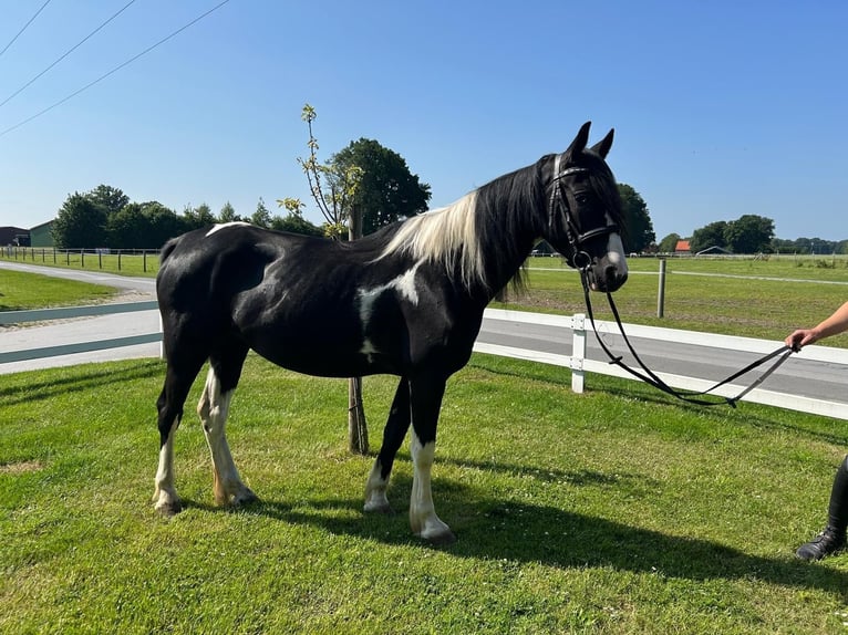 Tinker Jument 6 Ans 152 cm Pinto in Bad Laer