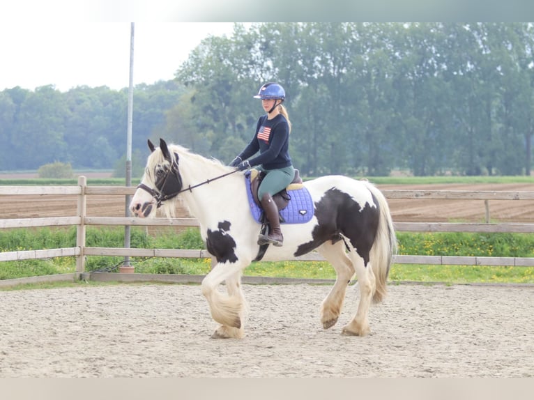 Tinker Jument 6 Ans 160 cm Pinto in Pepingen
