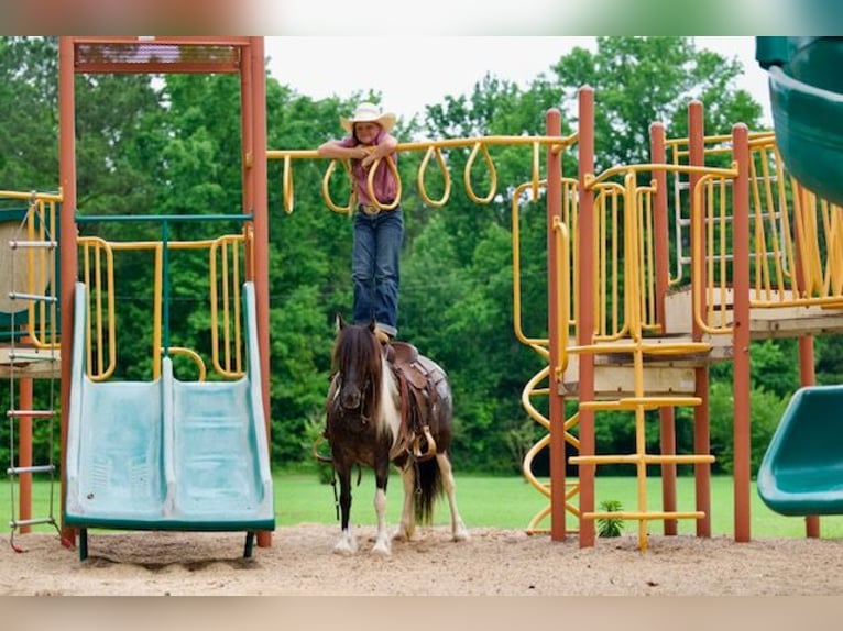 Tinker Croisé Jument 6 Ans Pinto in Bloomburg