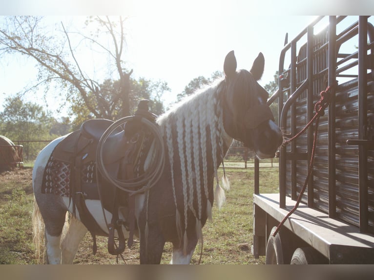 Tinker Jument 6 Ans Rouan Bleu in Rutledge