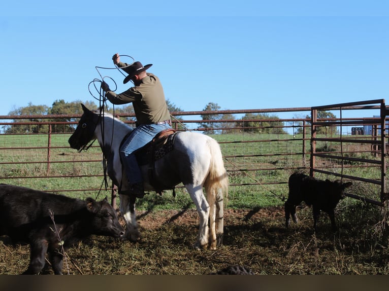 Tinker Jument 6 Ans Rouan Bleu in Rutledge