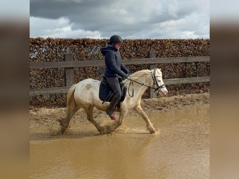 Tinker Jument 7 Ans 128 cm  in Daleiden