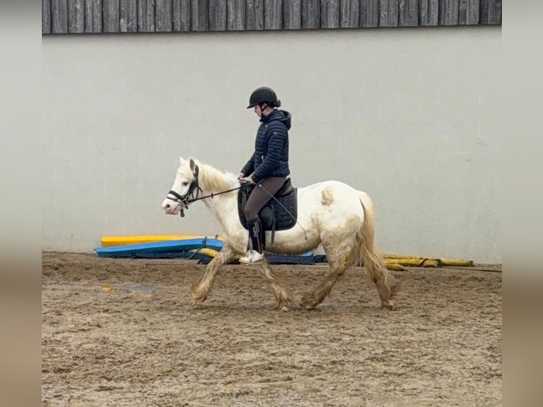Tinker Jument 7 Ans 128 cm  in Daleiden