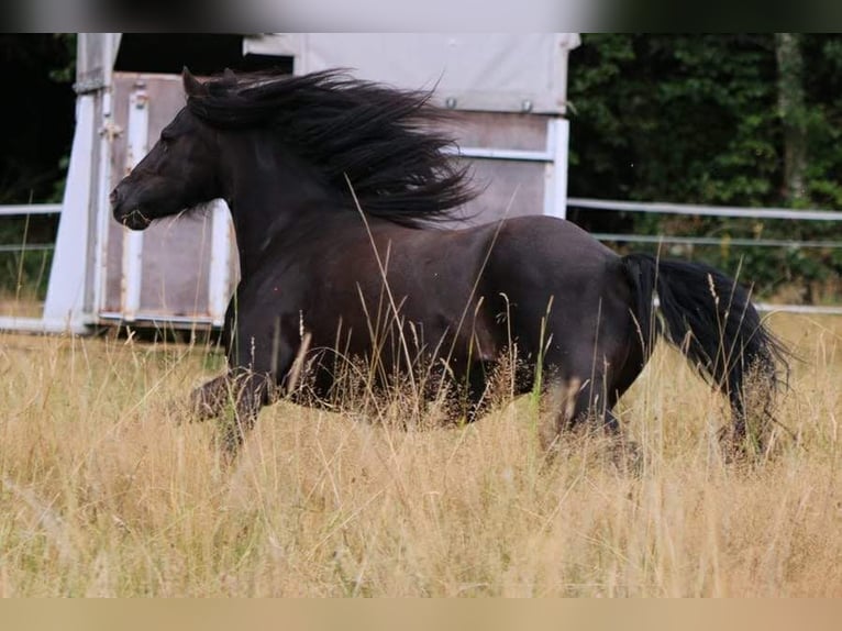 Tinker Croisé Jument 7 Ans 128 cm Noir in Freiamt