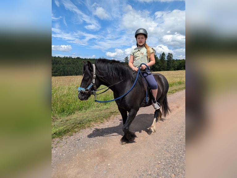 Tinker Croisé Jument 7 Ans 128 cm Noir in Freiamt