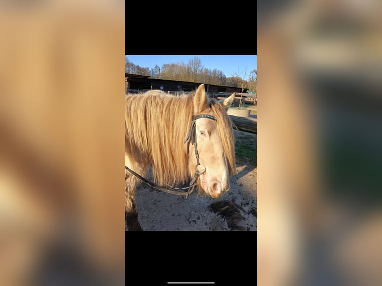 Tinker Jument 7 Ans 129 cm Champagne in Issum