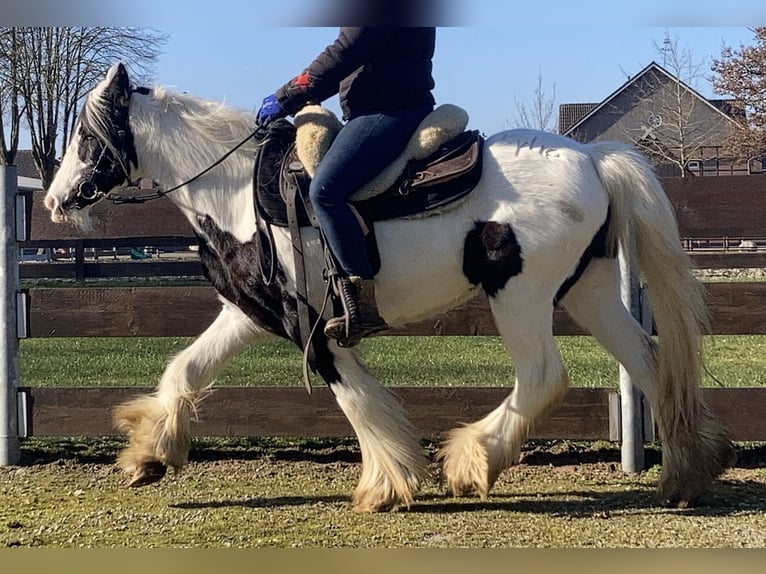 Tinker Jument 7 Ans 130 cm Pinto in Lathen