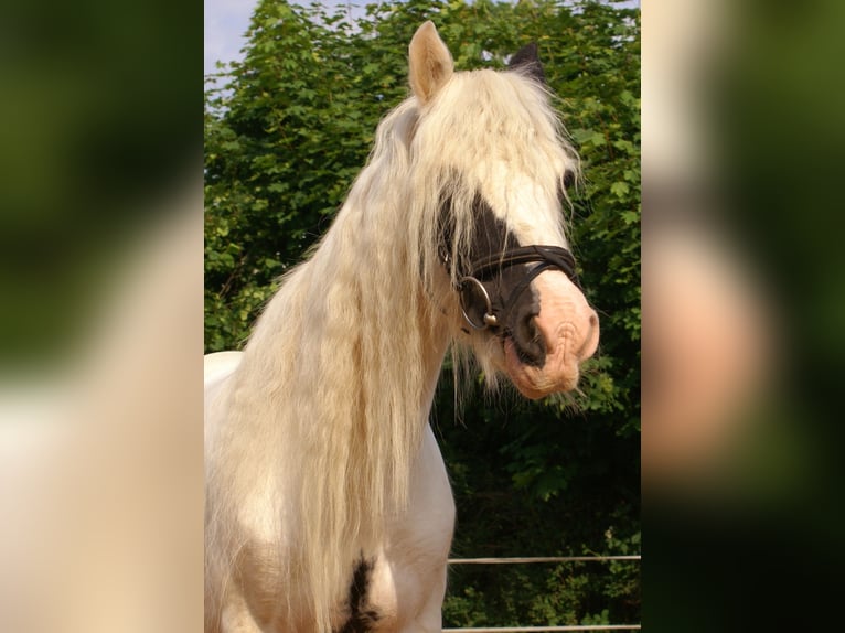 Tinker Jument 7 Ans 135 cm Pinto in Velpke