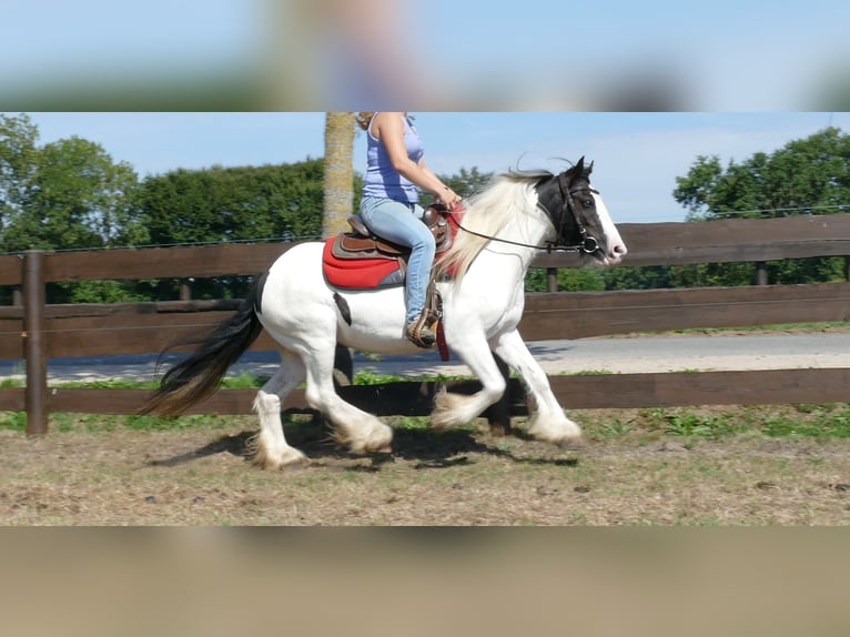 Tinker Jument 7 Ans 136 cm Pinto in Lathen