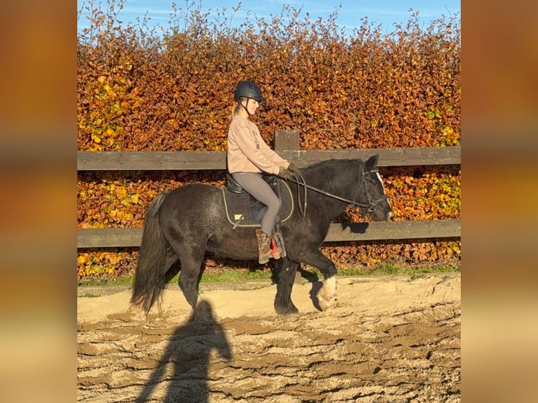 Tinker Jument 7 Ans 137 cm Noir in Daleiden