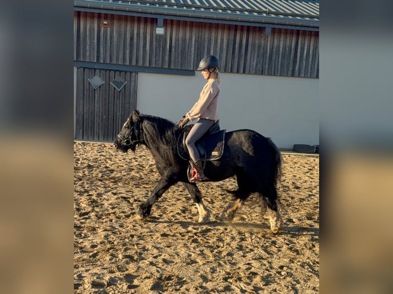 Tinker Jument 7 Ans 137 cm Noir in Daleiden