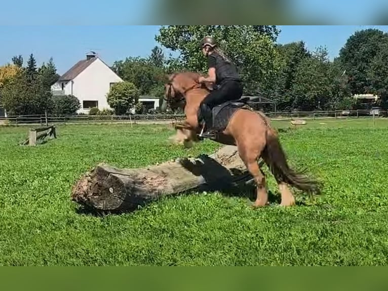 Tinker Jument 7 Ans 138 cm Alezan in Euskirchen