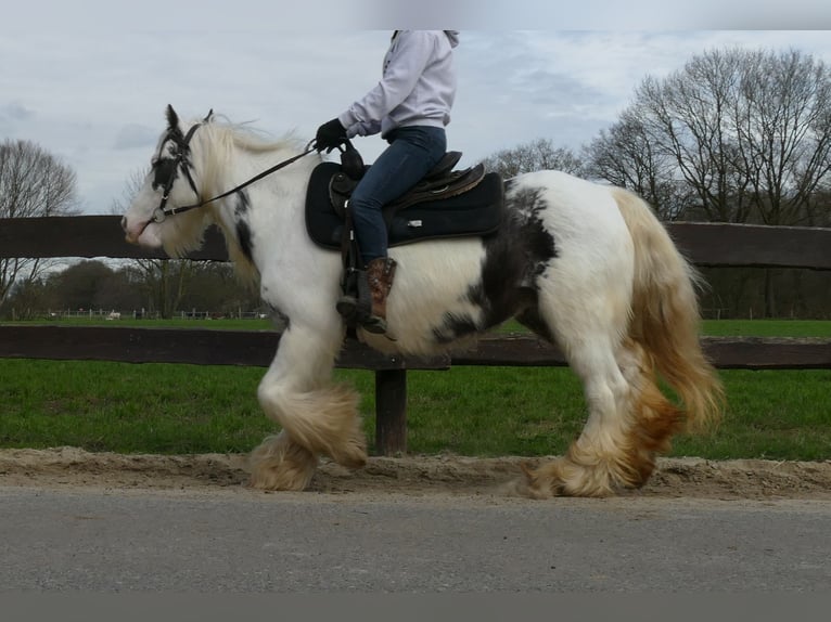 Tinker Jument 7 Ans 138 cm Pinto in Lathen