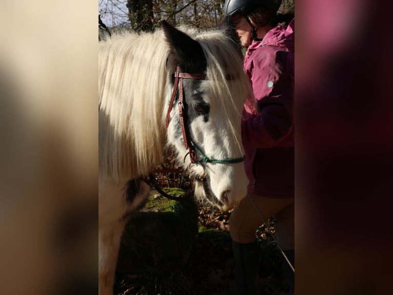 Tinker Jument 7 Ans 140 cm Pinto in Zapfendorf