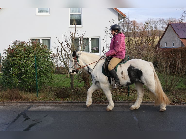Tinker Jument 7 Ans 140 cm Pinto in Zapfendorf