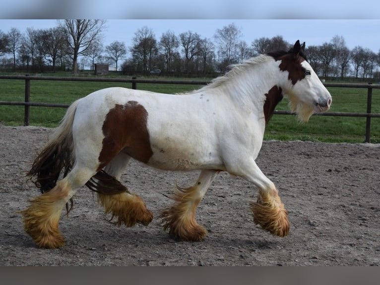 Tinker Jument 7 Ans 142 cm Perle in Oldeholtwolde