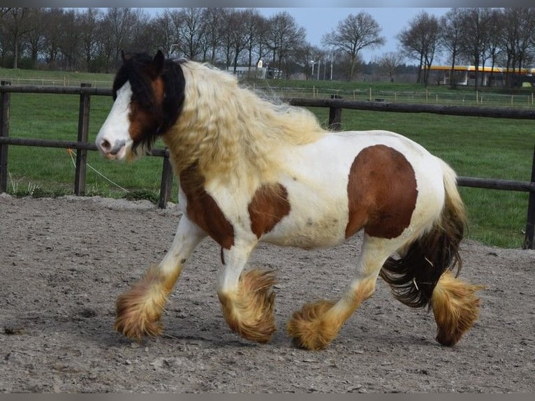 Tinker Jument 7 Ans 142 cm Perle in Oldeholtwolde