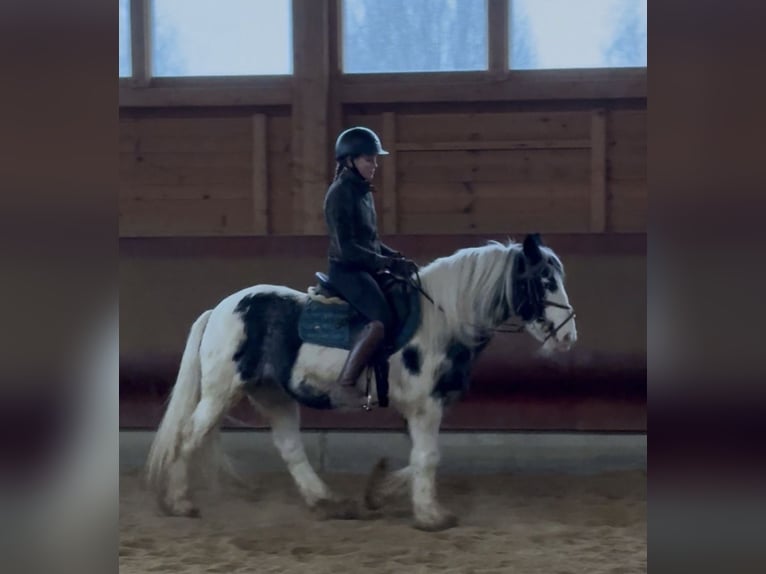 Tinker Jument 7 Ans 142 cm Pinto in Achstetten
