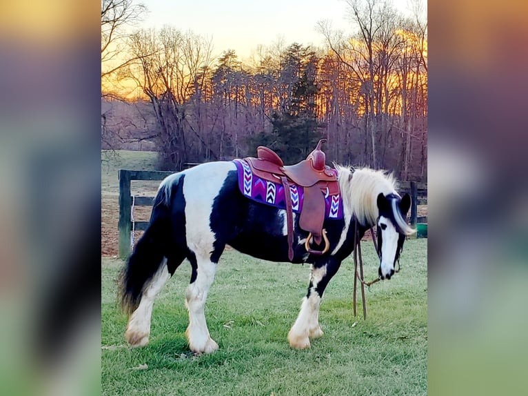 Tinker Jument 7 Ans 142 cm Tobiano-toutes couleurs in Culpeper, VA