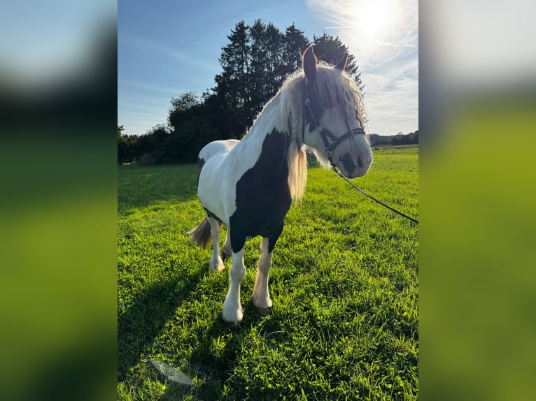 Tinker Jument 7 Ans 145 cm Pinto in Weiskirchen