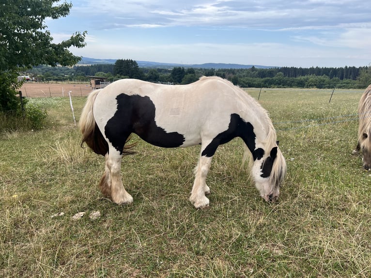 Tinker Jument 7 Ans 145 cm Pinto in Weiskirchen