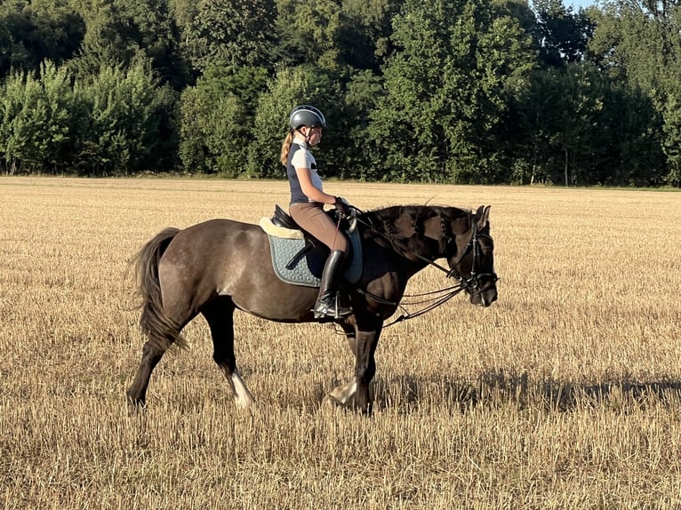 Tinker Jument 7 Ans 150 cm Grullo in Soltau