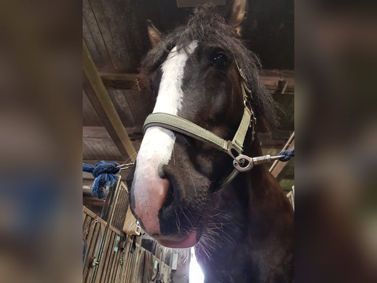 Tinker Jument 7 Ans 150 cm Grullo in Soltau