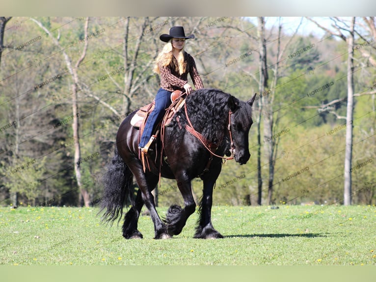 Tinker Croisé Jument 7 Ans 152 cm Noir in Shippenville