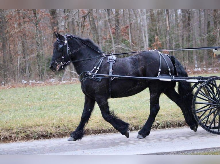 Tinker Croisé Jument 7 Ans 152 cm Noir in Shippenville