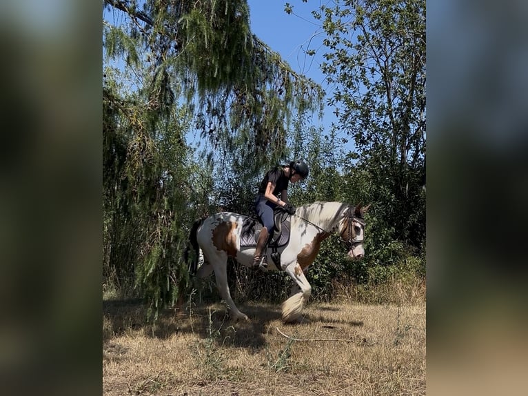 Tinker Jument 7 Ans 152 cm Pinto in AchstettenAchstetten