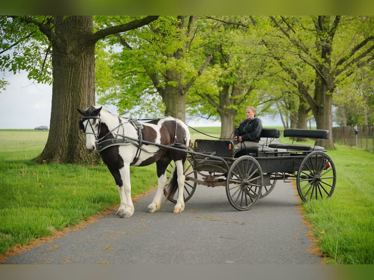 Tinker Croisé Jument 7 Ans 152 cm Pinto in Lancaster