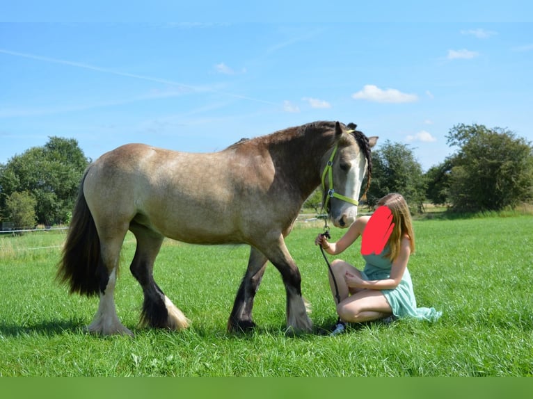 Tinker Jument 7 Ans 155 cm Isabelle in Virton