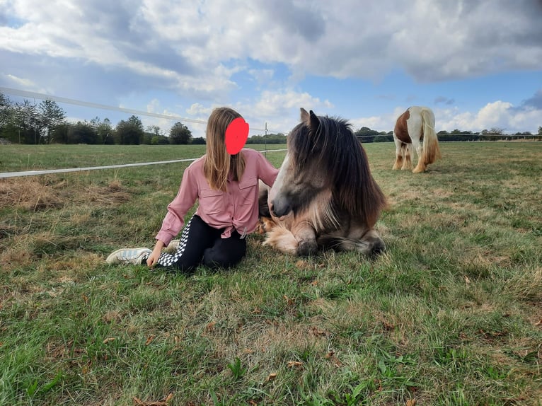 Tinker Jument 7 Ans 155 cm Isabelle in Virton