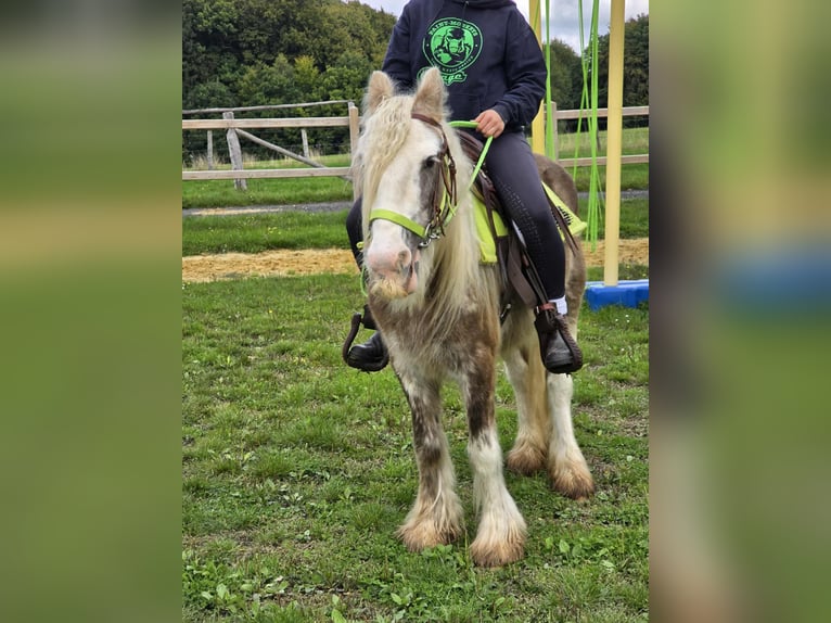 Tinker Jument 7 Ans Palomino in Linkenbach