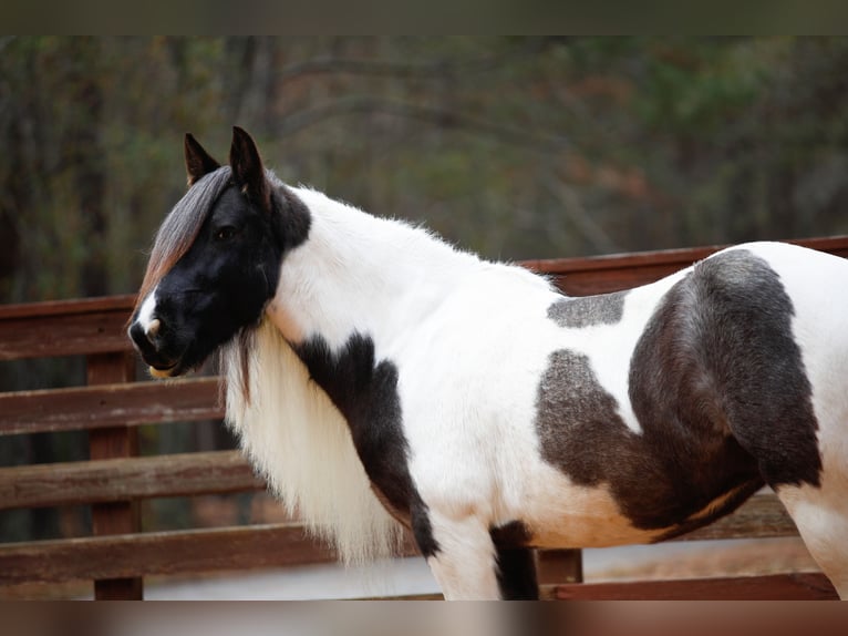 Tinker Jument 7 Ans Rouan Bleu in Rutledge