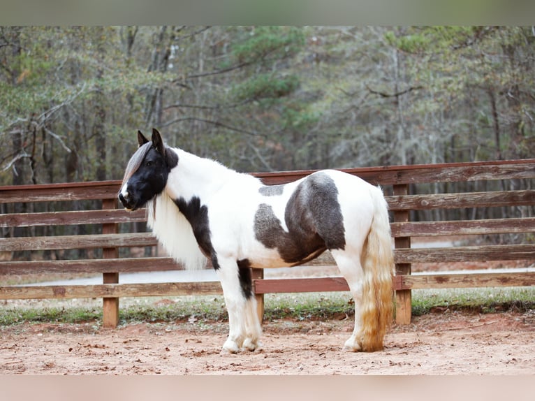 Tinker Jument 7 Ans Rouan Bleu in Rutledge