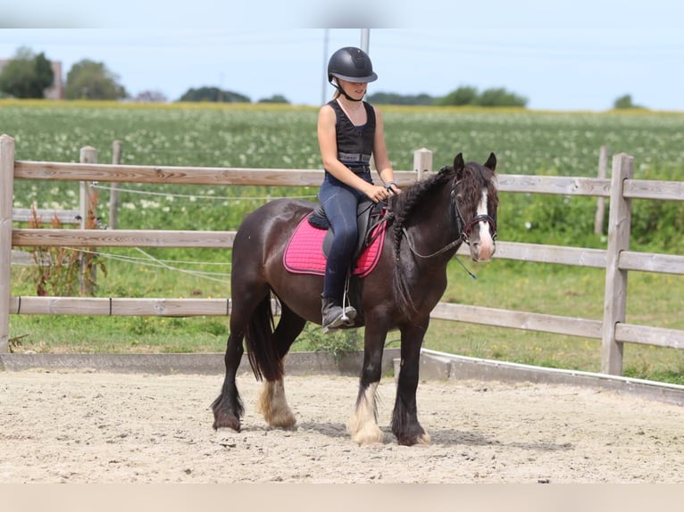 Tinker Jument 8 Ans 124 cm Noir in Pepingen